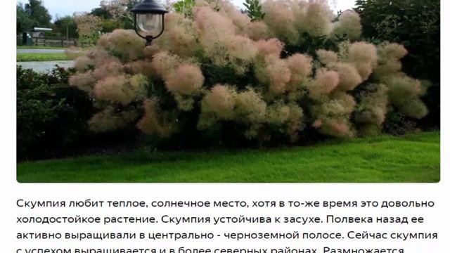 Скумпия  Красивые растения для дома и сада