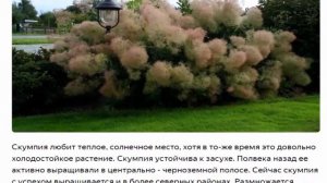 Скумпия  Красивые растения для дома и сада