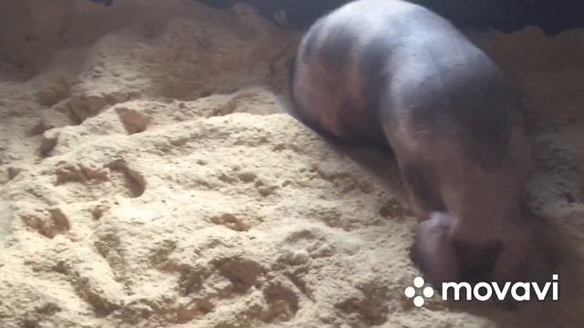 Затопило загон с глубокой подстилкой . Свиньи на ферментационной подстилке. Опилки для подстилки.