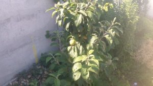 Небывалый урожай с яблони, плодоношение на второй год посадки