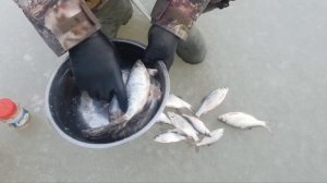 ЖУЧОК ИЗ ТАРАНИ НА ЛЬДУ С СИЛЬНЫМ ВЕТРОМ. ЗИМНЯЯ РЫБАЛКА НА КУБАНИ. ЛИМАН ГОРЬКИЙ. РЕЦЕПТЫ СЮФ