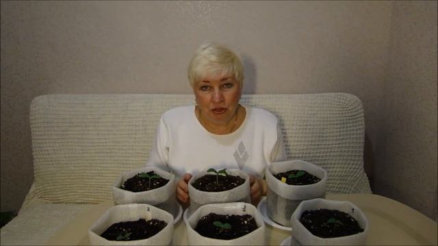 УНИКАЛЬНЫЙ СПОСОБ ВЫРАЩИВАНИЯ ОГУРЦОВ ! смотреть онлайн