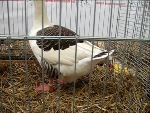 92 Чемпионат Германии Индейки гуси утки цесарки голуби