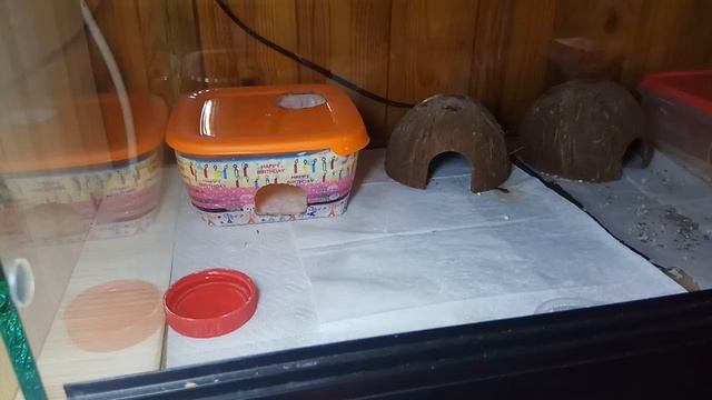 Уборка у эублефаров. Часть 1 смотреть онлайн