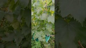 виноград Аркас 2023
