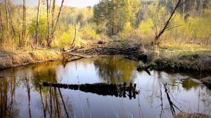 Ловлю рыбу в мелкой красивой речке! Варю кашу и лесной чай. Рыбалка с ночёвкой на реке