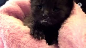 В глубине сада люди услышали тоненький кошачий писк и нашли необычного котёнка