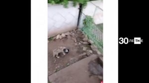 В Набережных Челнах волк застрял в ведре