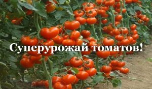 Суперурожай томатов