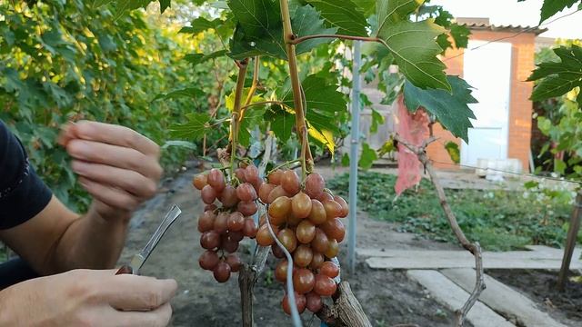 Вкусный неукрывной виноград-Эльдорадо.