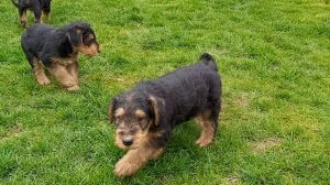 Airedale Terrier, 6 Wochen alt. April 2021.