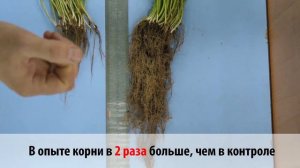 Башинком. 30 лет побед