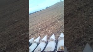 Уборка кукурузы в январе комбайном Палесье GS-12