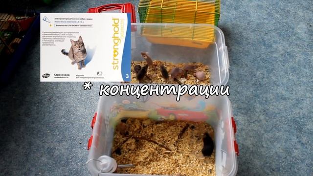 Обработка грызунов от паразитов