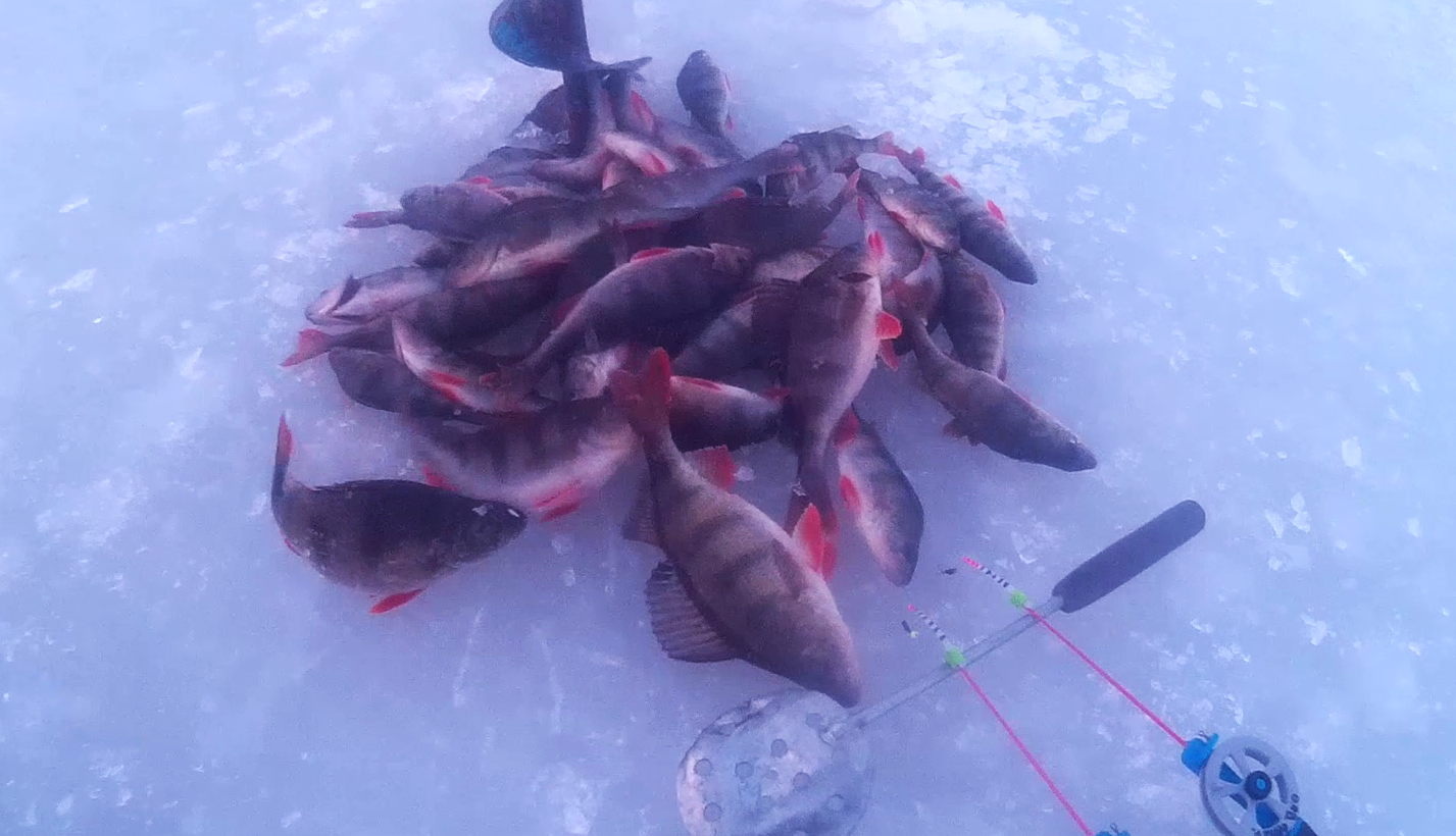 Безмотылка на Ахтубе окунь на нежную снасть.