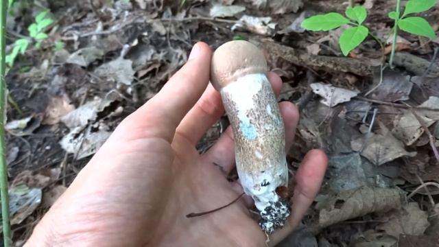 Подберёзовик жестковатый, Подберёзовик твердоватый, или тополёвый (Leccinum duriusculum)