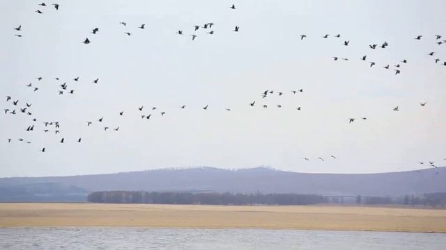 Гуси гуменники на озере Салбат 21.04.2018 смотреть онлайн