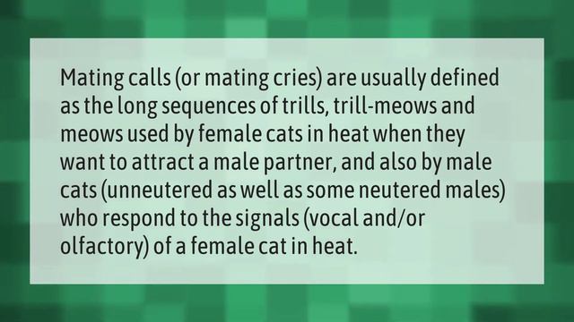 How do female cats act after mating? смотреть онлайн