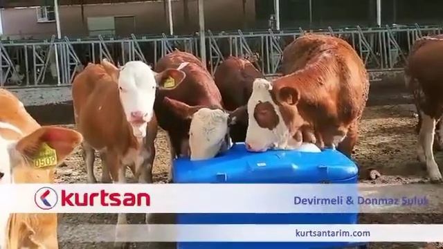 Мячиковые поилки для коров Kurtsan