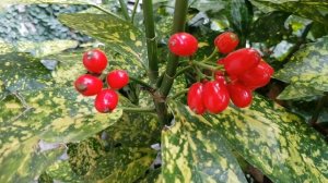 Плоды аукубы японской | Жизнь в Адлере