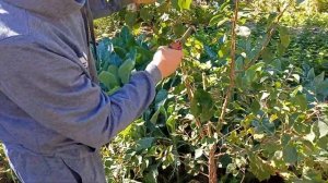 Профессиональная Обрезка Абрикоса выросшего из Косточки.)Формирование Кроны дерева :-)