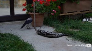 Рецепт плова Азербайджанская Кухня Деревенская Кухня  Рецепты