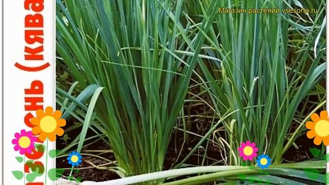 Лук на зелень Казачок. Краткий обзор, описание характеристик, где купить семена allium Kazachok смотреть онлайн