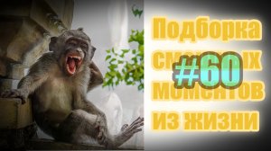 смешные видео #60 / лучшие видео / подборка приколов