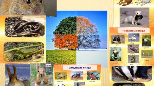 4 класс  Естествознание.  Что такое сезонные изменения