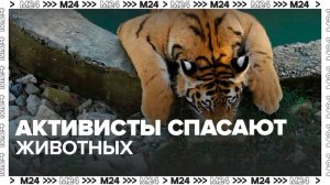 Активисты стали спасать животных, которых бросили в сафари-парке в Сочи - Москва 24
