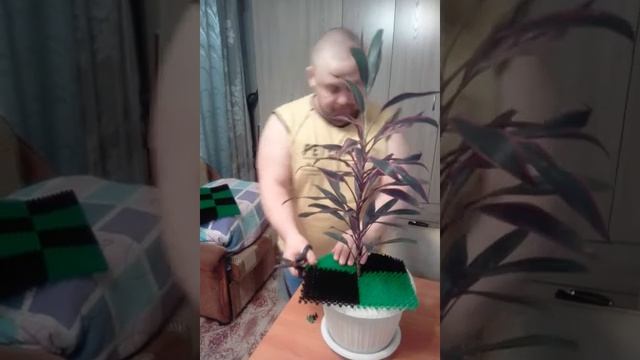 Защита цветочных горшков от домашних кошек смотреть онлайн