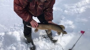 Оставили жерлицы без присмотра.