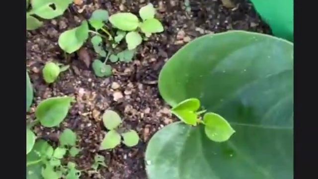 АНТУРИУМ как укоренить Листья