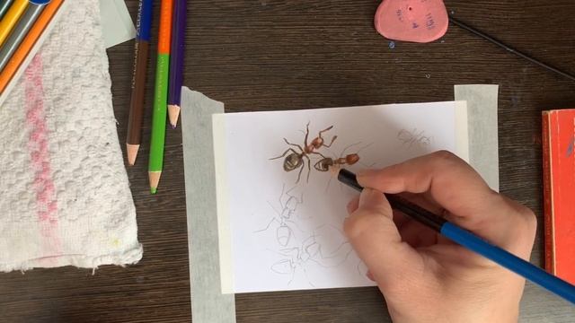 Муравьи, цветными карандашами смотреть онлайн
