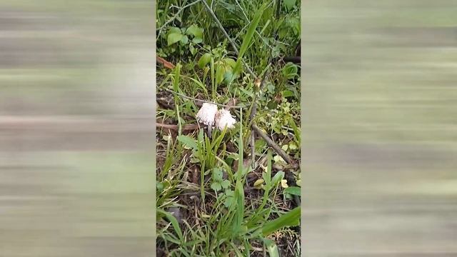 Книга снов. Рассказы очевидцев. Художественные рассказы от профастролога. МИР ВЗБЕСИВШИХСЯ АВТОМАТО смотреть онлайн