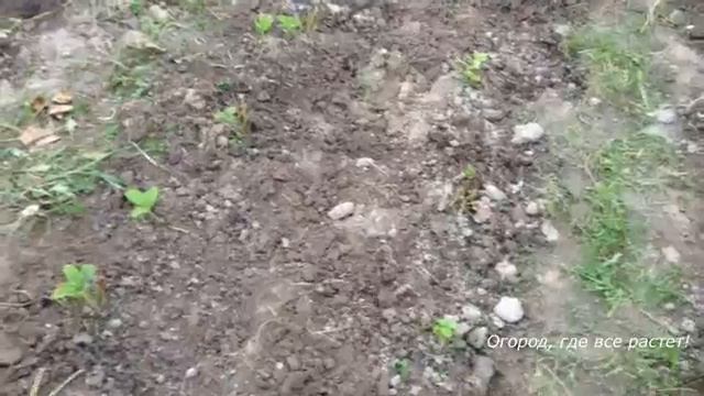 Клубника.Уход по осеннему плану.mp4 смотреть онлайн