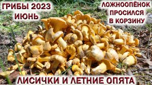 ?ИЮНЬСКИЕ ГРИБЫ 2023 в ЛЕСАХ ПОДМОСКОВЬЯ?ЛИСИЧКИ и ЛЕТНИЕ ОПЯТА.?Ложноопёнок просился в корзину!