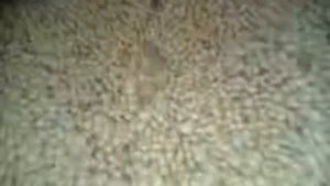 Производство соевого масла в домашних условиях