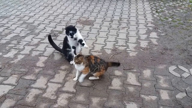 Приставучая кошка