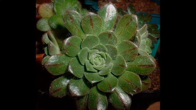 Эониум уход в домашних условиях, пересадка и выращивание смотреть онлайн