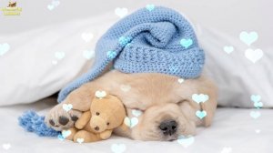 Super Relaxing Sleep Music For Puppies ♫ Calm And Relax Your Dog ♥ A Piano Lullaby For Dogs