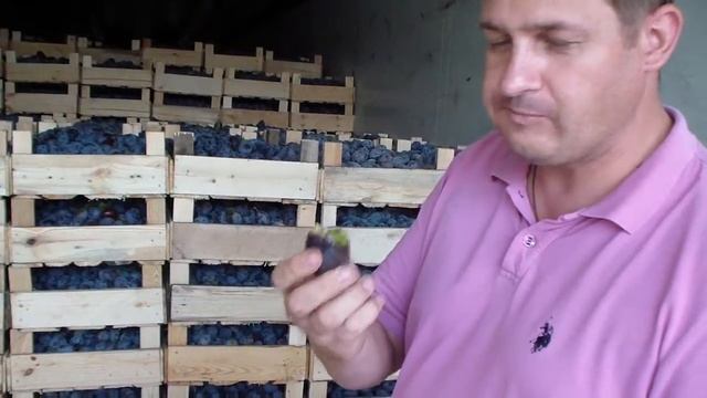 Чернослив сорт Стенлей смотреть онлайн