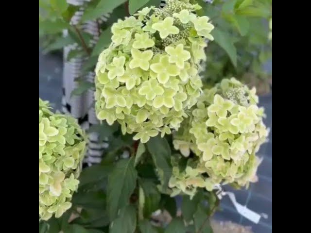Нормирование побегов на метельчатой гортензии Формируем красивый куст. смотреть онлайн