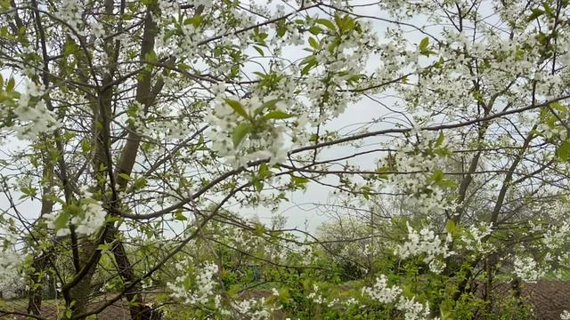 Квіти. Галерея з квітів. Квіти під спокійну музику.