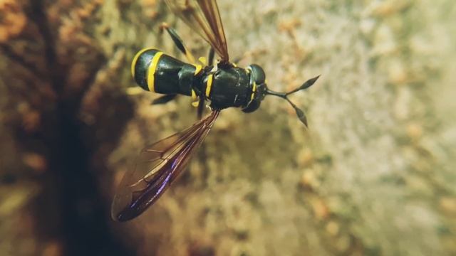 Оса - журчалка, bicinctum смотреть онлайн