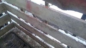 Вес поросёнка в 4 месяца