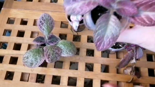 Мои эписции ??