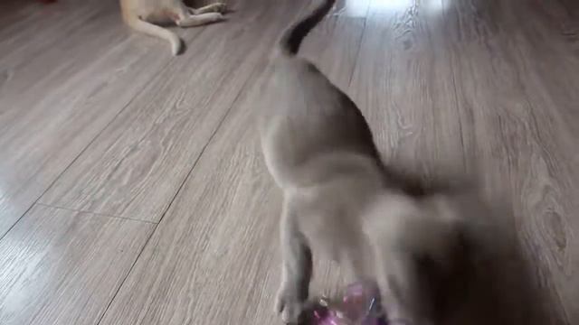 Кошка Бурманская смотреть онлайн