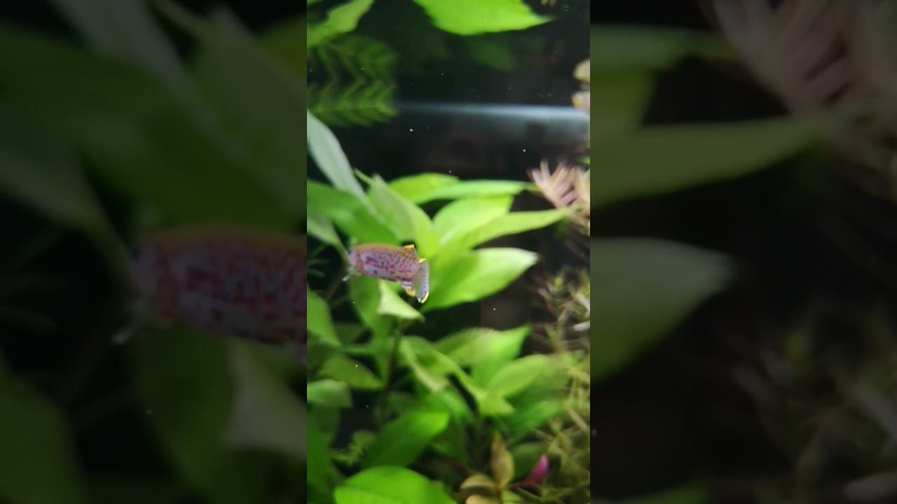 Килифиш смотреть онлайн