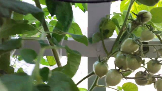 Показываю свои помидоры на балконе смотреть онлайн